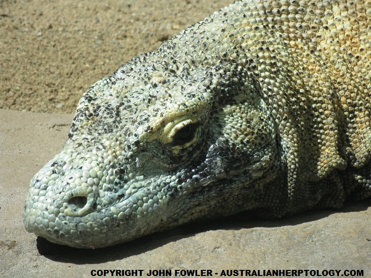 Komodo Dragon Varanus komodoensis Australian Herpetology Website (Reptiles and Amphibians) - REPTILE SPECIES OF THE WORLD  